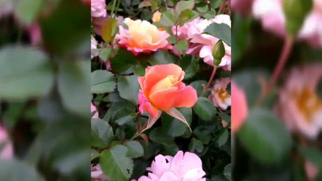 Розы на Воробьевых горах. Видео Olga Pogarchenko. смотреть онлайн