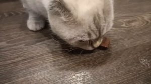 Кошка ест шоколад