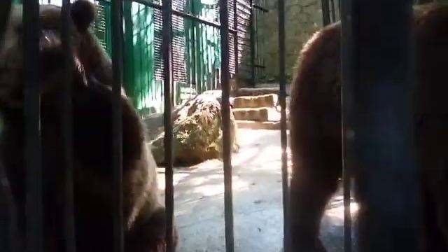 Марсик разжирел, Даша бодрствует! Сказка. Ялта. Mars is fat, Dasha is awake! Story. Yalta. смотреть онлайн