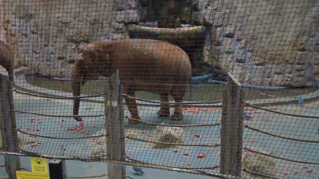Слоны. Московский зоопарк \ Elephants. Moscow Zoo смотреть онлайн