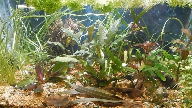 Здоровый аквариум или Апгрейд креветочника Ч 2. смотреть онлайн