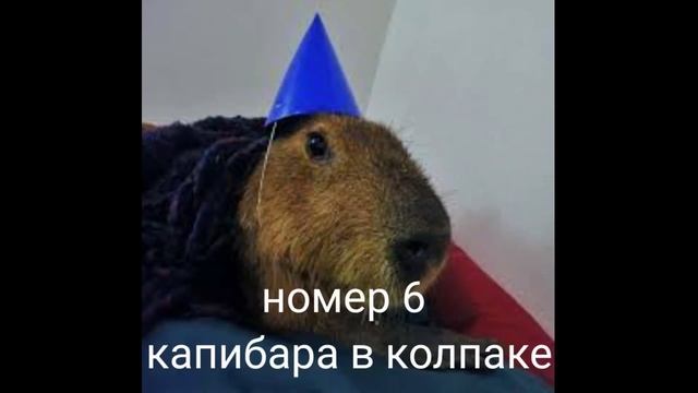 Топ 10 Смешных Капибар смотреть онлайн