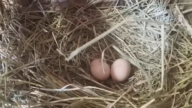 ✔Мои куры зимой??инкубационное яйца домашних кур и уток купить можно у нас смотреть онлайн