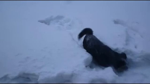 Ненецкая лайка Зевс. г.Норильск смотреть онлайн