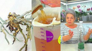 Чудодейственное средство для немедленного возрождения гнилых орхидей НЕ РАБОТАЕТ...