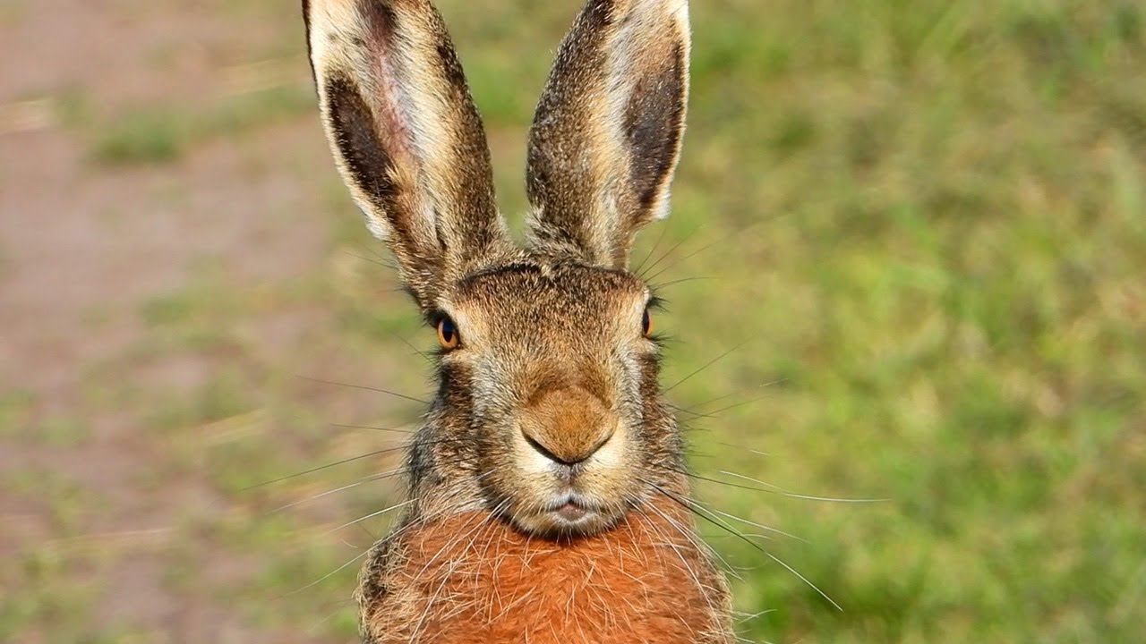 Очень Дружелюбный Заяц-русак смотреть онлайн
