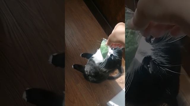 бисер выскользнул ? #котик#фуфик#бисер#рекомендации смотреть онлайн