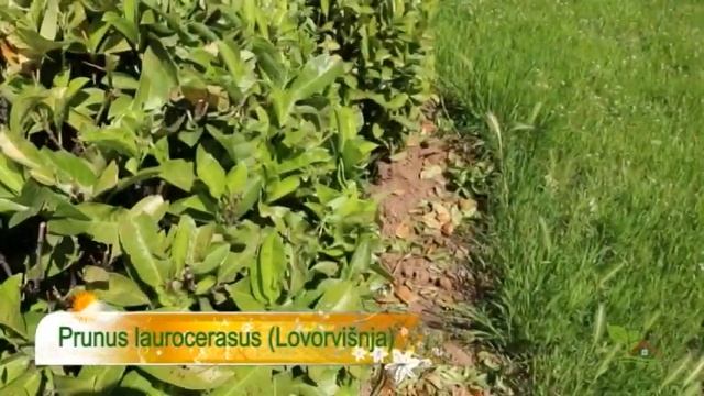 PRUNUS LAUROCERASUS ILI LOVORVIŠNJA - IDEALNA ŽIVICA ZA DVORIŠTE смотреть онлайн