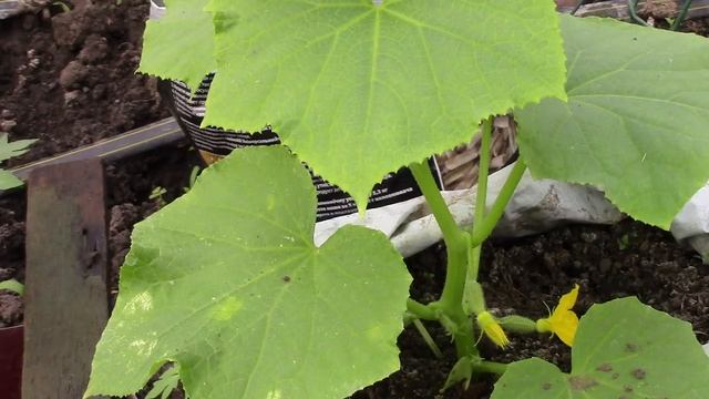 Как вырастить ранние огурцы без отапливаемой теплицы. Простой хороший способ смотреть онлайн