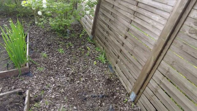 Что у нас нового на даче? @ Реанимируем плодовые деревья и кусты. смотреть онлайн