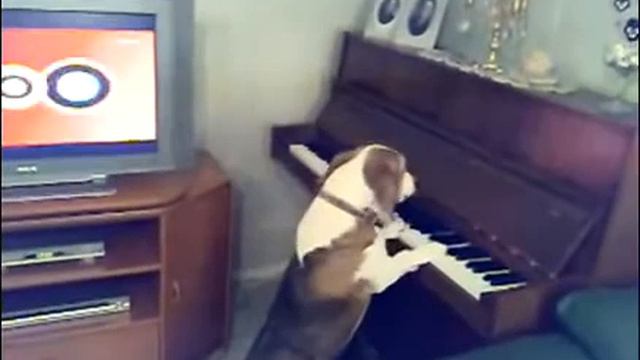 Жесть. Собака играет на пианино :) смотреть онлайн