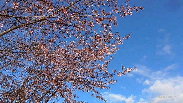Восхитительно! Сакура цветет. Sakura blooms. смотреть онлайн