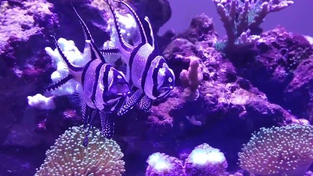 Апагон тюлевый, как заботливый отец, будет вынашивать свое потомство во рту 25 дней. смотреть онлайн