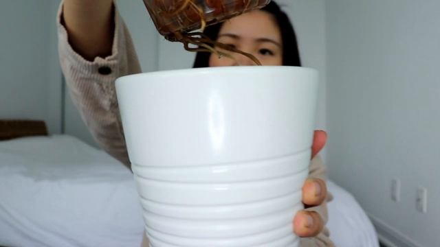 Plant Updates & New Leaves | How my Plants are Doing this Winter смотреть онлайн