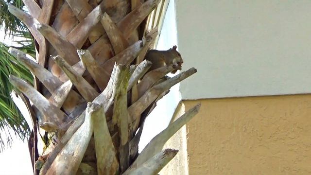 США КОМЬЮНИТИ В АМЕРИКЕ. АРЕНДА ОБЗОР (9) смотреть онлайн