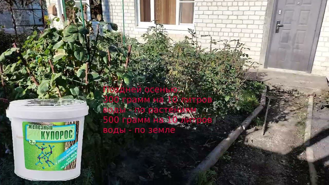 Розы в ноябре. Обрезка. Искореняющие обработки. Последняя подкормка. смотреть онлайн