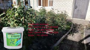 Розы в ноябре. Обрезка. Искореняющие обработки. Последняя подкормка.