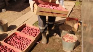 Сажаем картофельное поле с удобрением ОМУ и обработкой картофеля от вредителей и болезней.