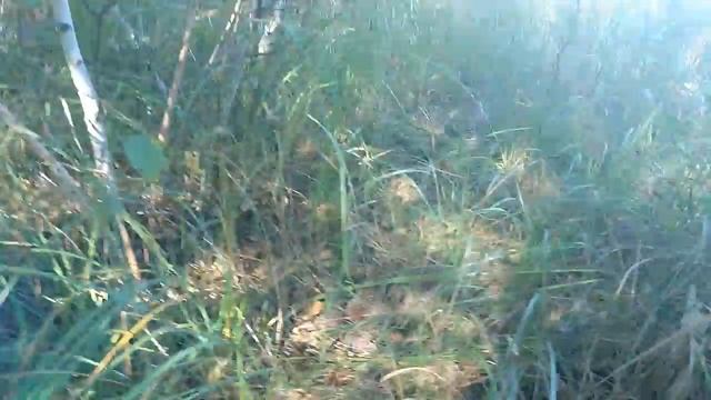 Грибные места - 2 смотреть онлайн