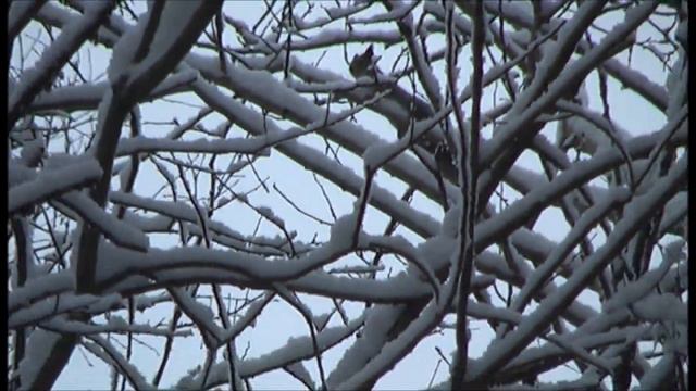 ОХОТА НА КУНИЦУ С ЛАЙКАМИ  НАЕДИНЕ С ПРИРОДОЙ