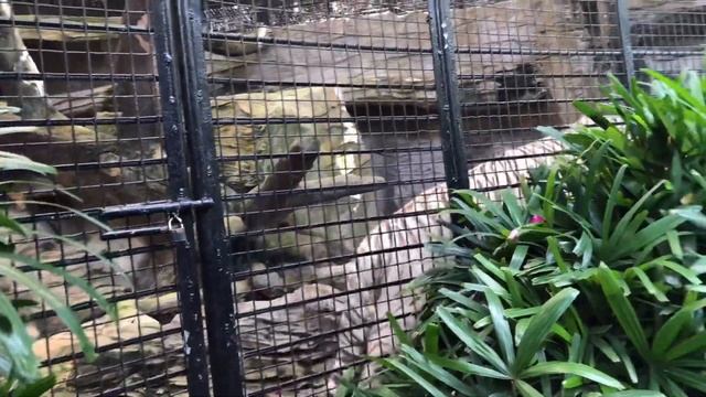 Avilon Zoo Adventure смотреть онлайн