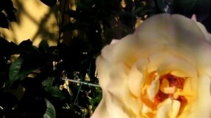 ОТЛИЧИЕ ПЛЕТИСТЫХ РОЗ ОТ ВЬЮЩИХСЯ ЧАСТЬ 1 МАСТЕР-КЛАСС