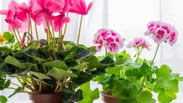 Комнатные растения зимой. смотреть онлайн