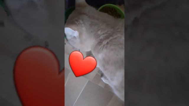 А какой корм ест ваш (кот/котёнок/кошка)? СУХОЙ ИЛИ ЖИДКИЙ: мой котик обо ест,но больше любит жидки смотреть онлайн