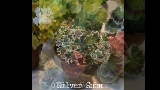 194. Balcony Pelargoniums in January , 2019 , 발코니 제라늄 смотреть онлайн