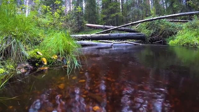 Акафист и молитва святой мученице Татьяне покровительнице всех студентов. смотреть онлайн