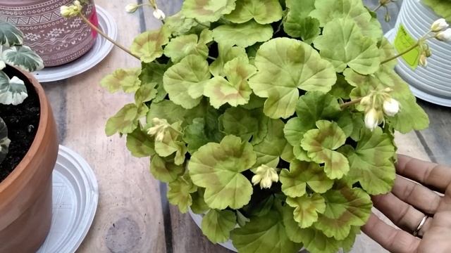 #355.Цветочки и горшочки!Что лучше керамика или пластик? Об объёмах горшков для пеларгоний. смотреть онлайн