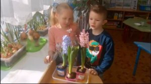 Гиацинты. Наблюдения в уголке природы