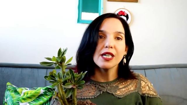 Rosa Do Deserto: Como Multiplicar Essa Planta?