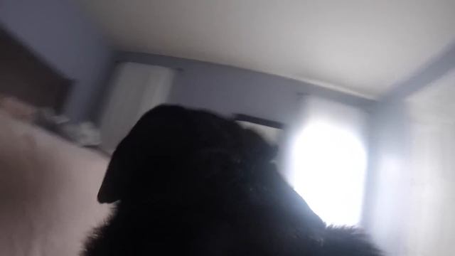 Rottweiler left Home alone with GoPro |11 смотреть онлайн