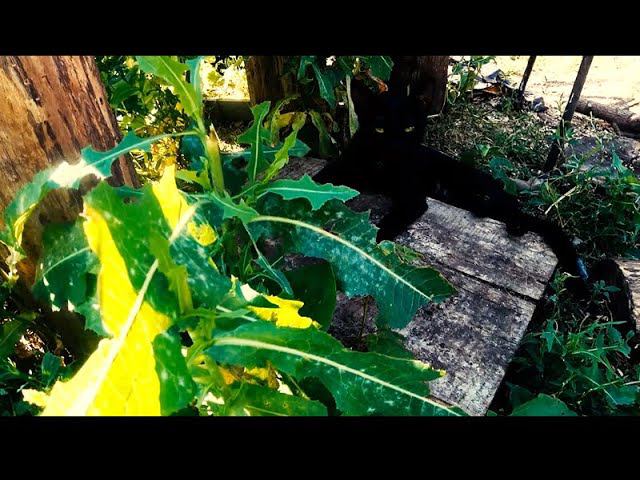 Выхлопушка КиноДНА. смотреть онлайн