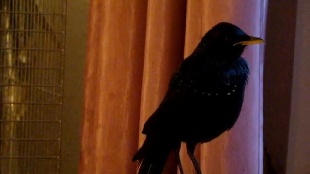 Пение синей птицы (Myophonus caeruleus) смотреть онлайн