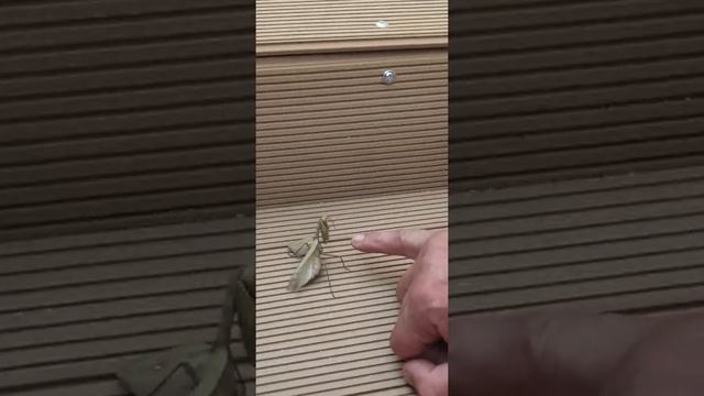 Как защищается богомол. Ушу стиль богомола)))) смотреть онлайн