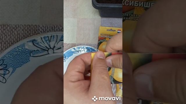 ПОСАДКА ЛУКА ЭКСИБИШЕН НА РАССАДУ В 2023ГОДУ. ОГОРОД НА КУБАНИ. shorts# смотреть онлайн