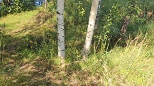 Невский пятачок 1941 - 1943