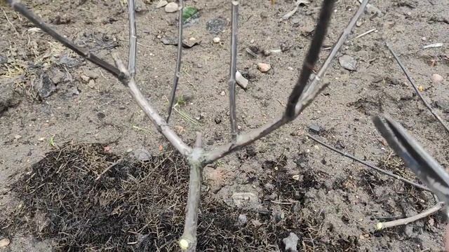 ОБРЕЗКА метельчатой гортензии для крупных соцветий☘☘?? на примере Энджел Блаш смотреть онлайн