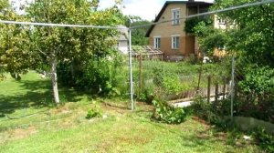 ??Где посадить виноград.  Выбираем место для посадки винограда.