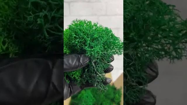 Стабилизированный мох ягель 2 сорт #shorts смотреть онлайн