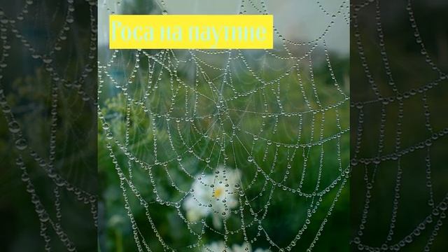 Роса на паутине смотреть онлайн