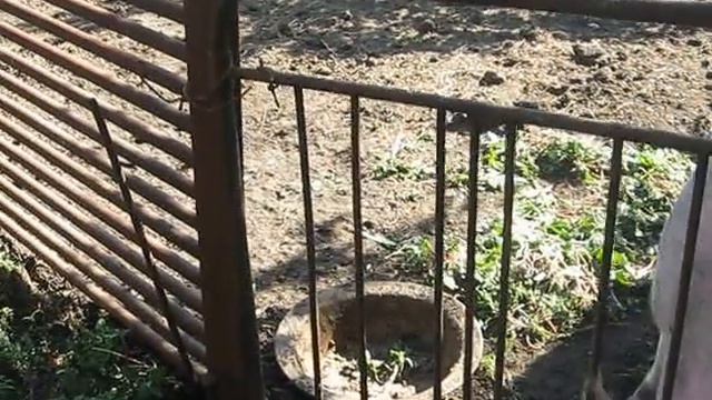 Хомяк тролит Кабана смотреть онлайн