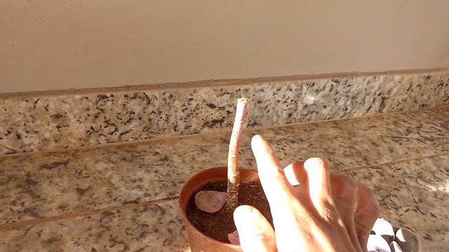 "Dia de decapitação das Echeveria Pallida e Echeverria Perle."#plantas #suculentas #fy смотреть онлайн