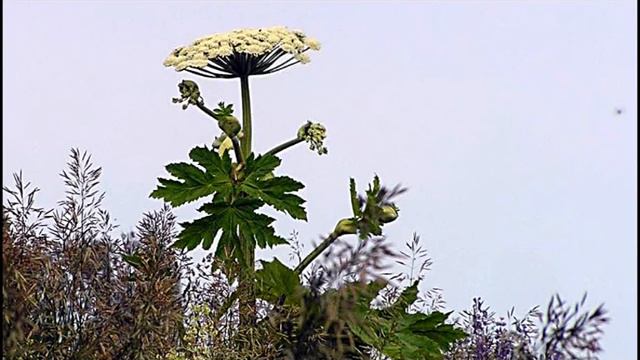 08 06 16 Борщевик Сосновского в Ижевске смотреть онлайн