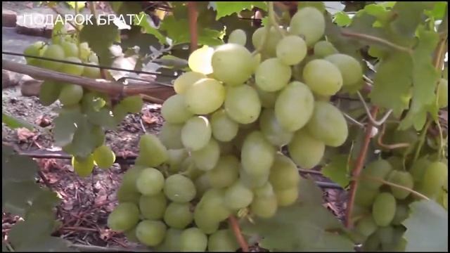 Сенатор Бурдака, Сенатор Павловского,Квадро,Подарок Брату, Бенефис,Зоряна,Айседора,Бонапарт смотреть онлайн