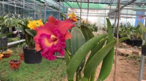 Cattlaye ID 158 ( Blc.Haddya Delight X Lc. Tainan City x Pot.Shinfong Beauty )
