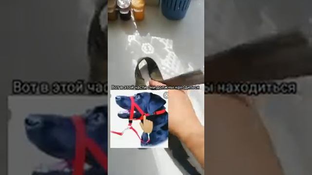 Как сделать халти (недоуздок) для собаки смотреть онлайн