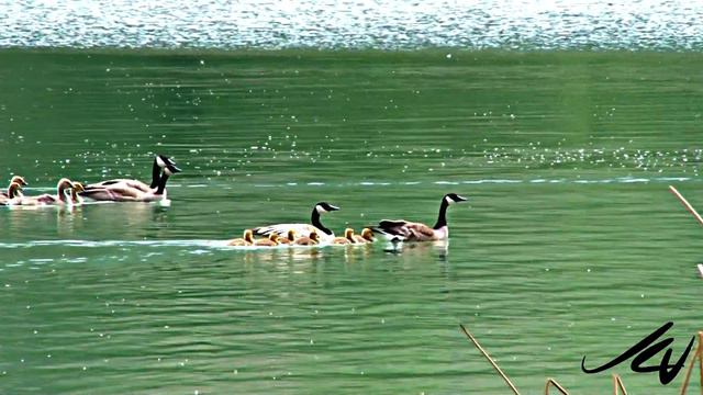 Canada Goose - Branta canadensis - YouTube смотреть онлайн